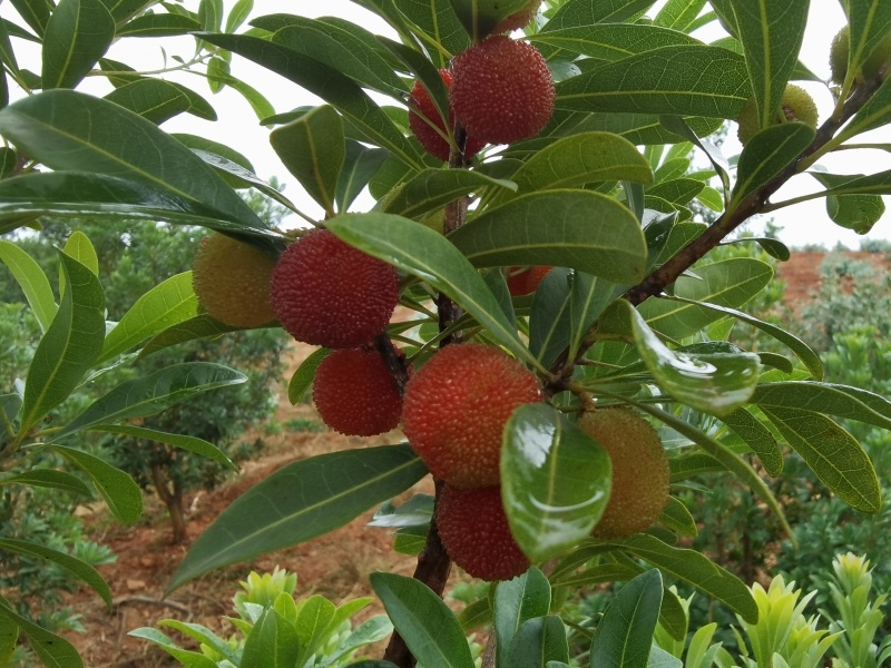 云南石屏高山露天杨梅