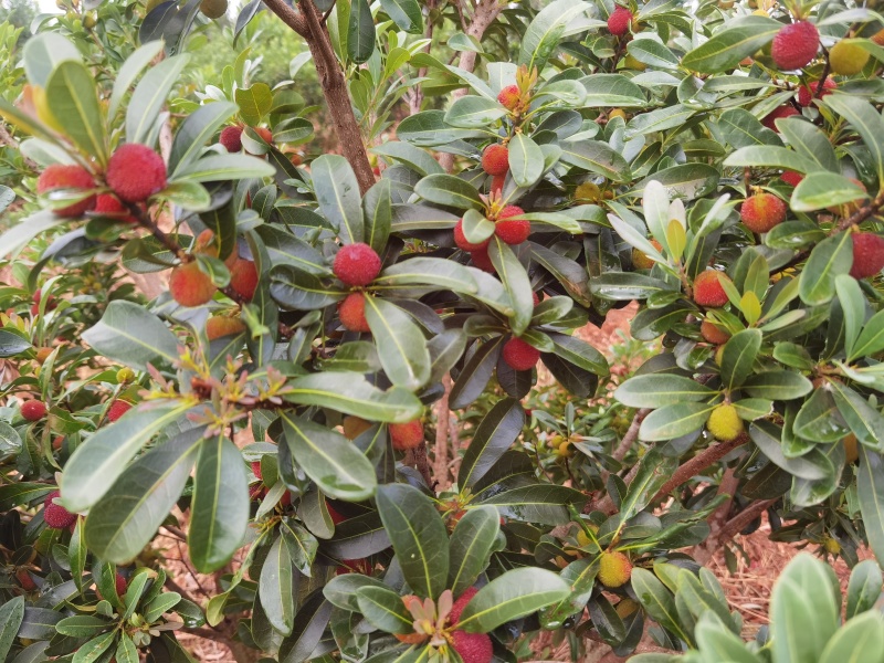 云南石屏高山露天杨梅
