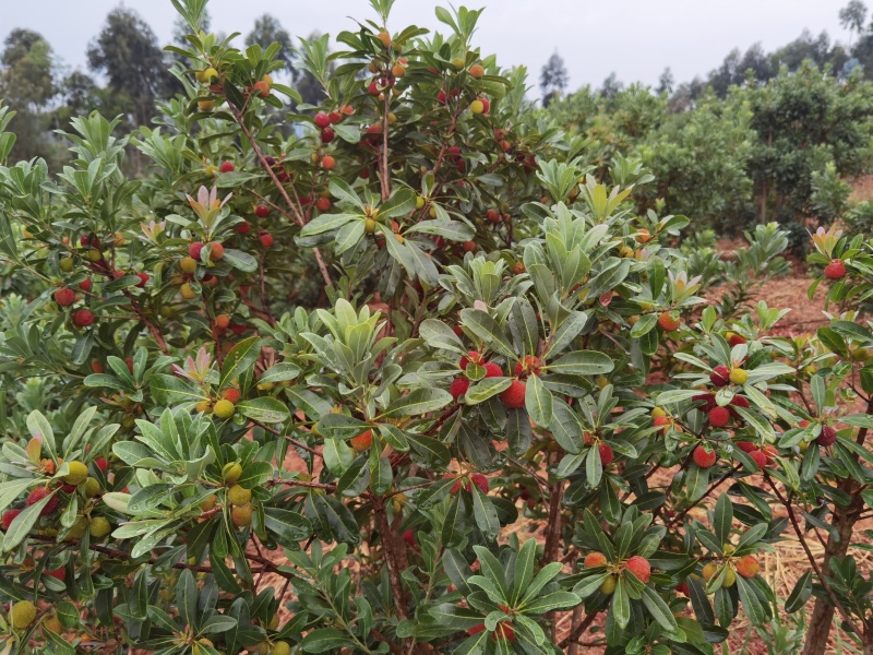 云南石屏高山露天杨梅