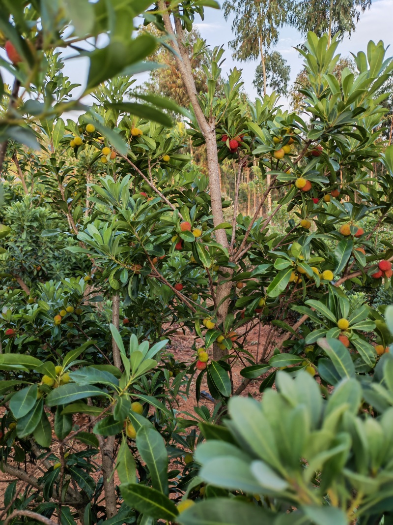 云南石屏高山露天杨梅