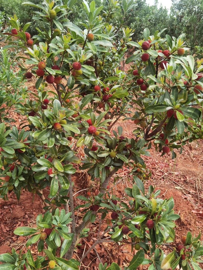 云南石屏高山露天杨梅