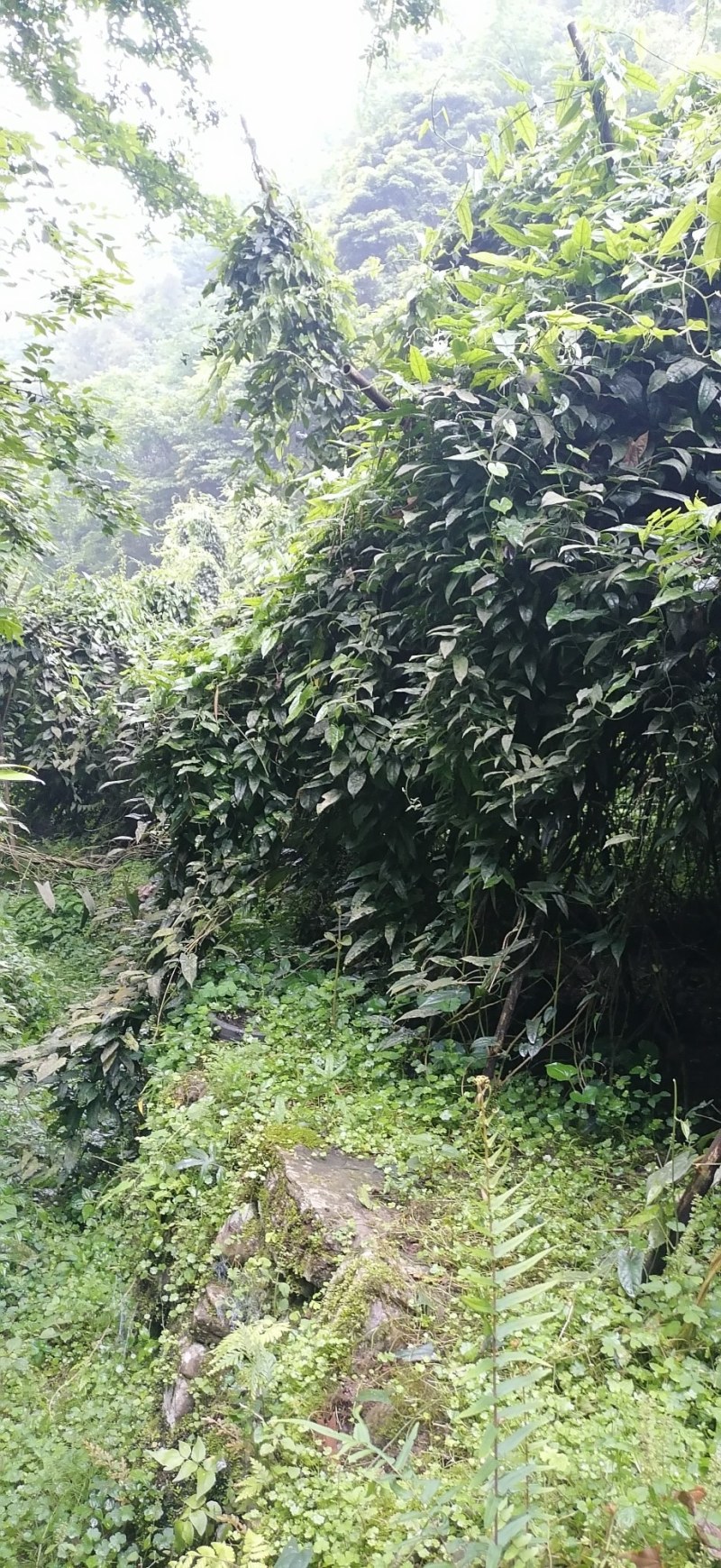 种植6年的金果榄地苦胆可以开发票可以实地考察