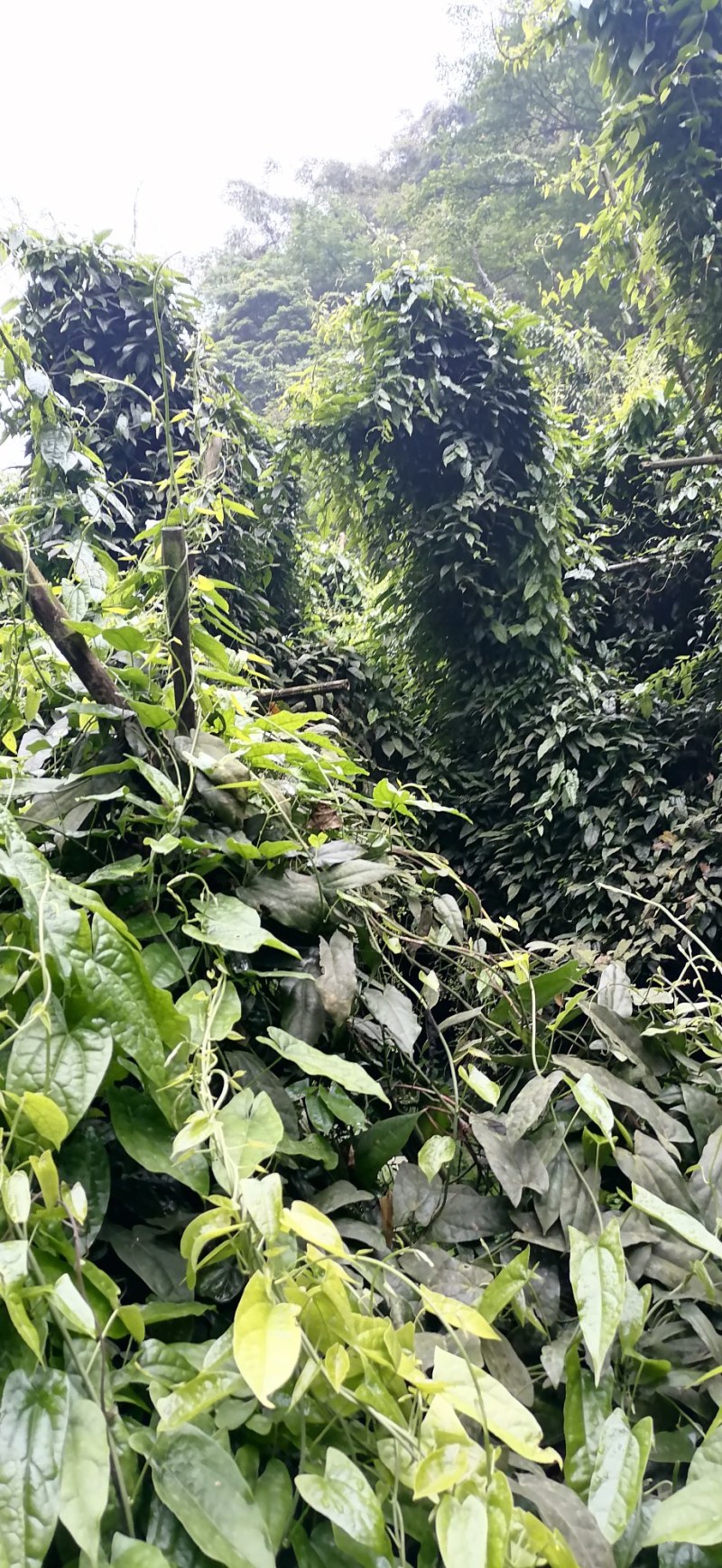 种植6年的金果榄地苦胆可以开发票可以实地考察