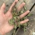 蒲公英蒲公英片整颗带根蒲公英婆婆丁蒲公英个新货