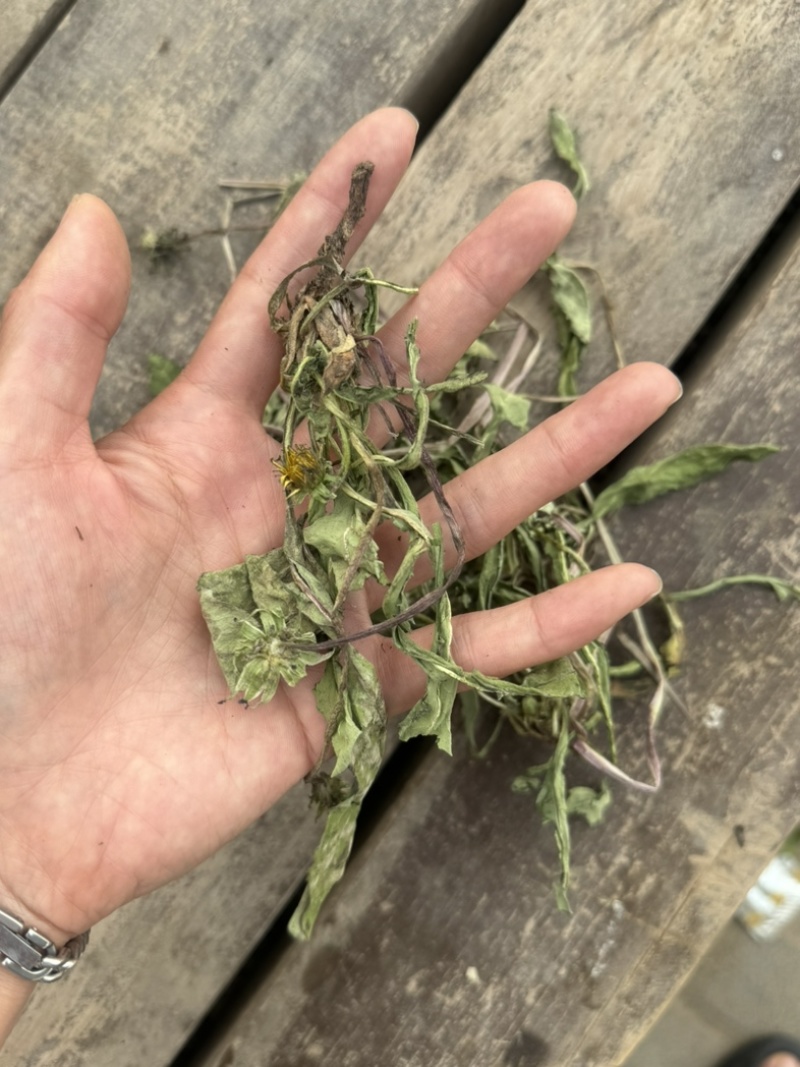 蒲公英蒲公英片整颗带根蒲公英婆婆丁蒲公英个新货