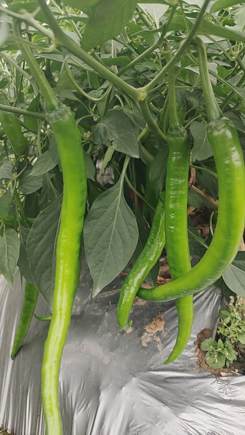 青秀辣椒15~30厘米二号椒8号椒有便宜回程车