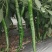 青秀辣椒15~30厘米二号椒8号椒有便宜回程车