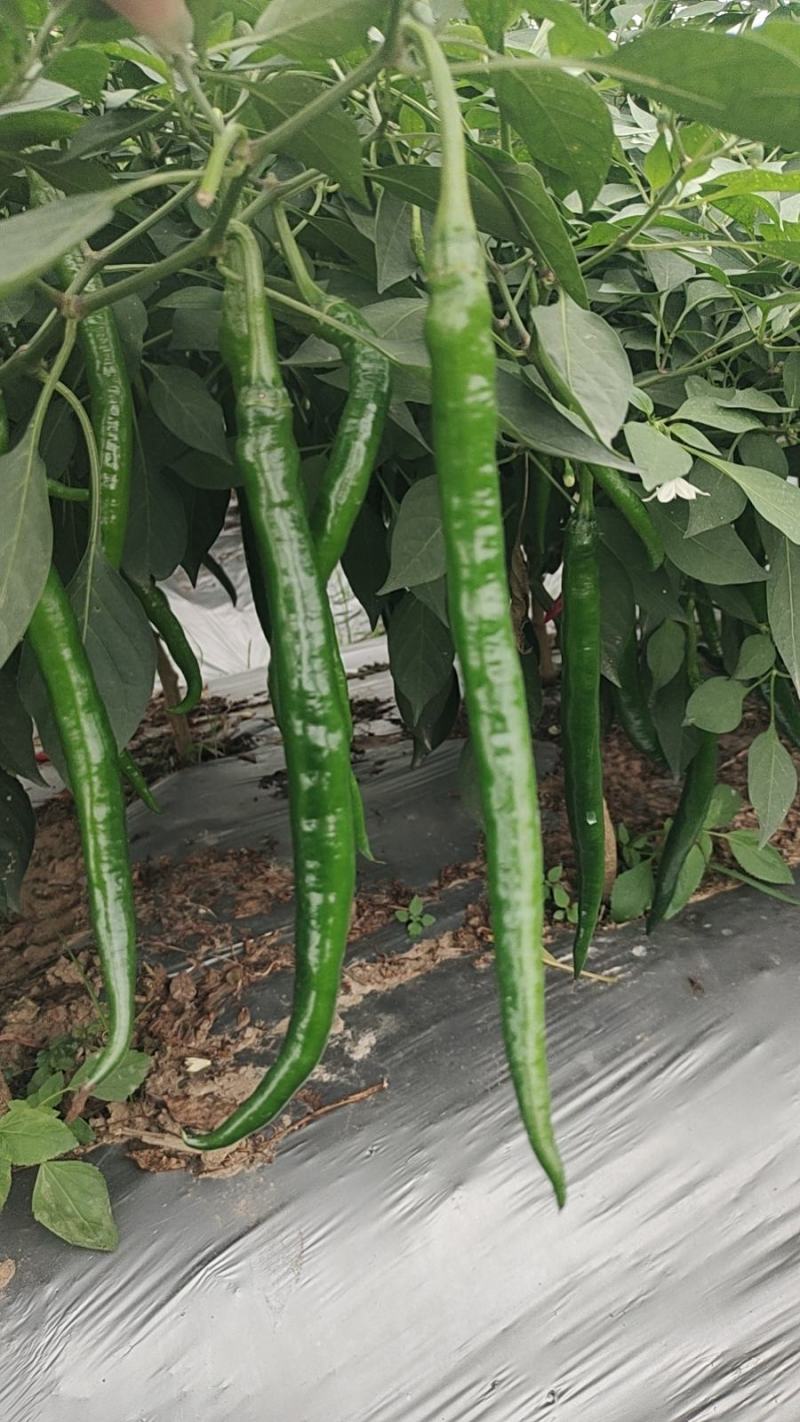 青秀辣椒15~30厘米二号椒8号椒有便宜回程车