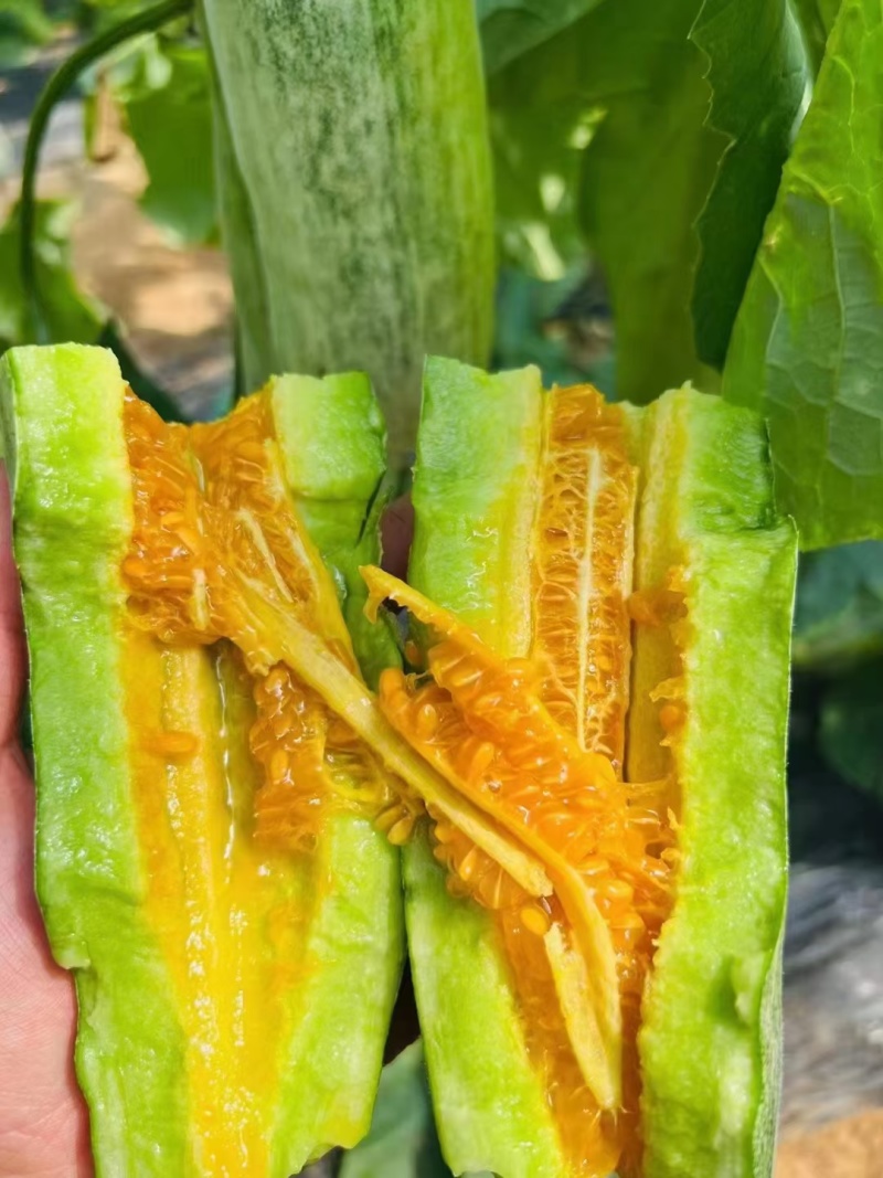 甜瓜精品羊角蜜甜瓜大落价，瓜甜条正，按需装箱