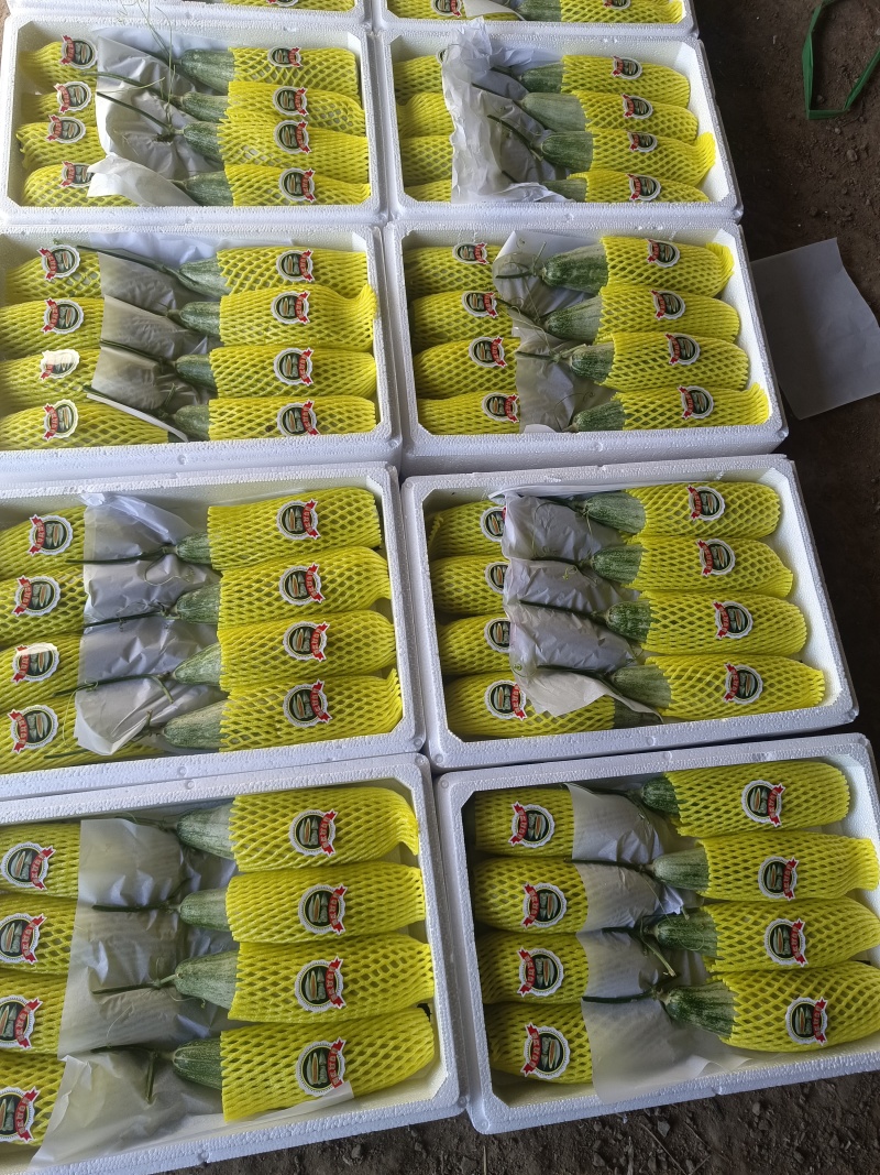 甜瓜精品羊角蜜甜瓜大落价，瓜甜条正，按需装箱