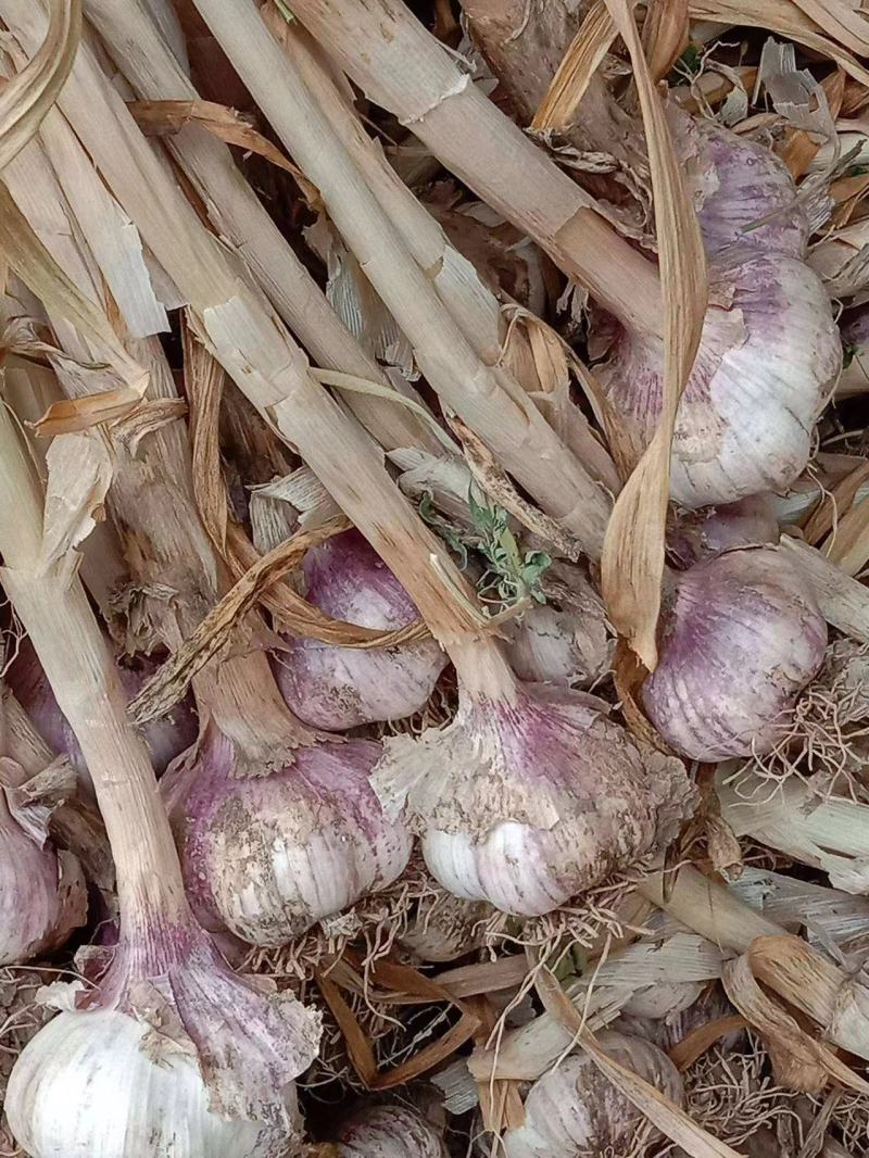 电商用蒜，走市场，蒜种，蒜黄料