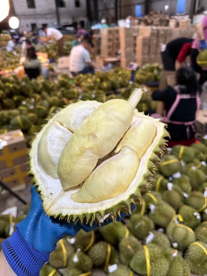 泰国金枕头榴莲巴掌榴莲A果B果c果大量有货，支持一件代发批发
