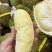 泰国金枕头榴莲巴掌榴莲A果B果c果大量有货，支持一件代发批发