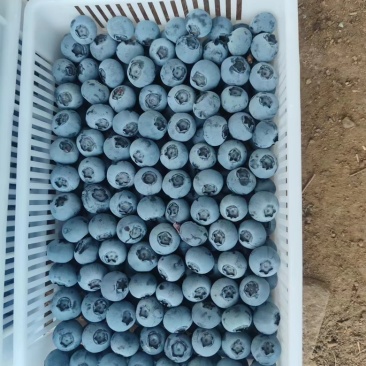 精品蓝莓，现货，量大对接全部市场，批发，电商，各类平台