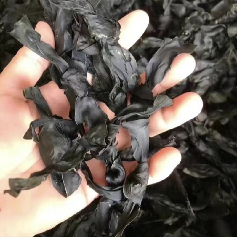 海带结烘干海带结免洗海带结水洗烘干海带结压缩海带结
