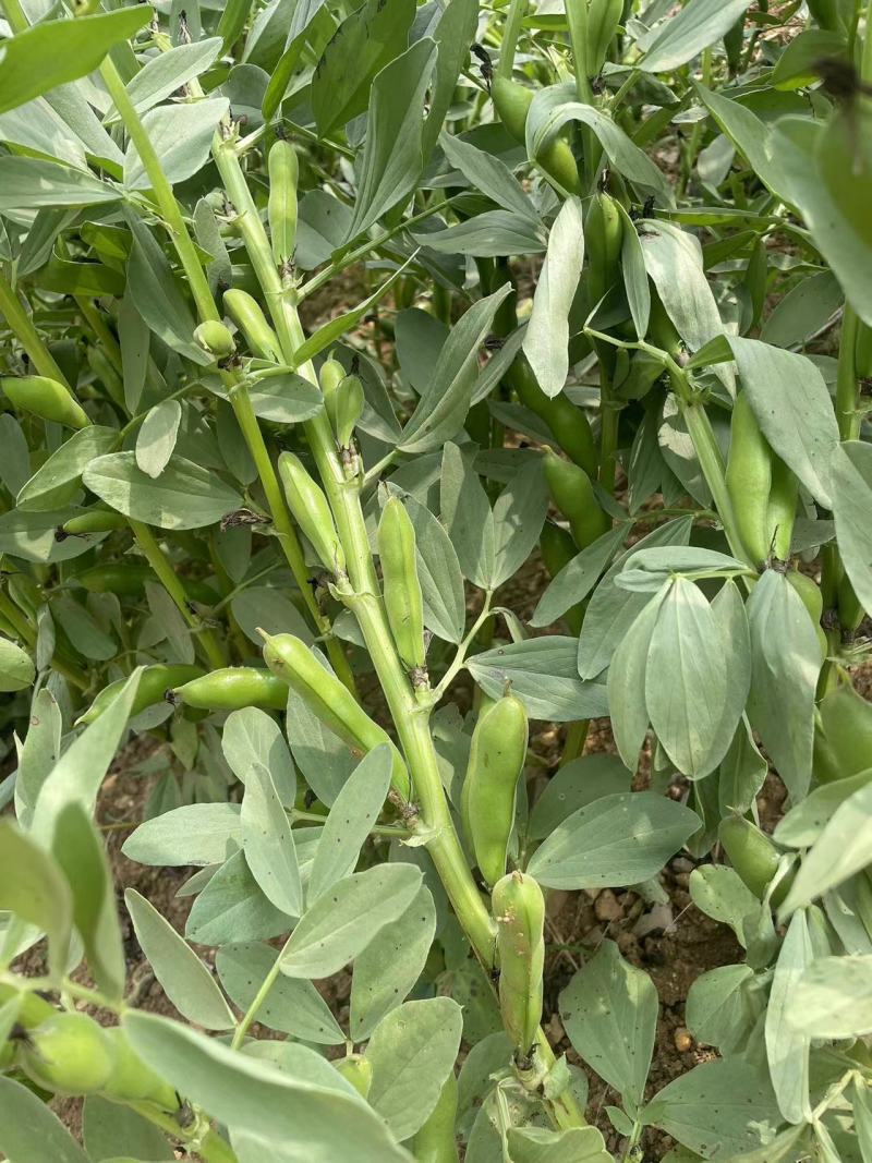 蚕豆，七星豆香蕉豆青海豆大量有货可供电商和市场