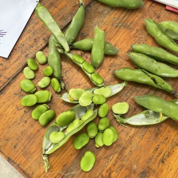 蚕豆，七星豆香蕉豆青海豆大量有货可供电商和市场