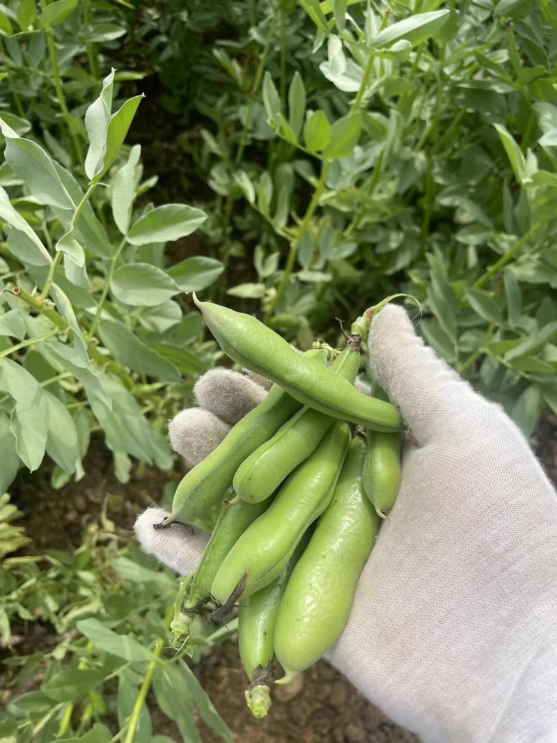 蚕豆，七星豆香蕉豆青海豆大量有货可供电商和市场