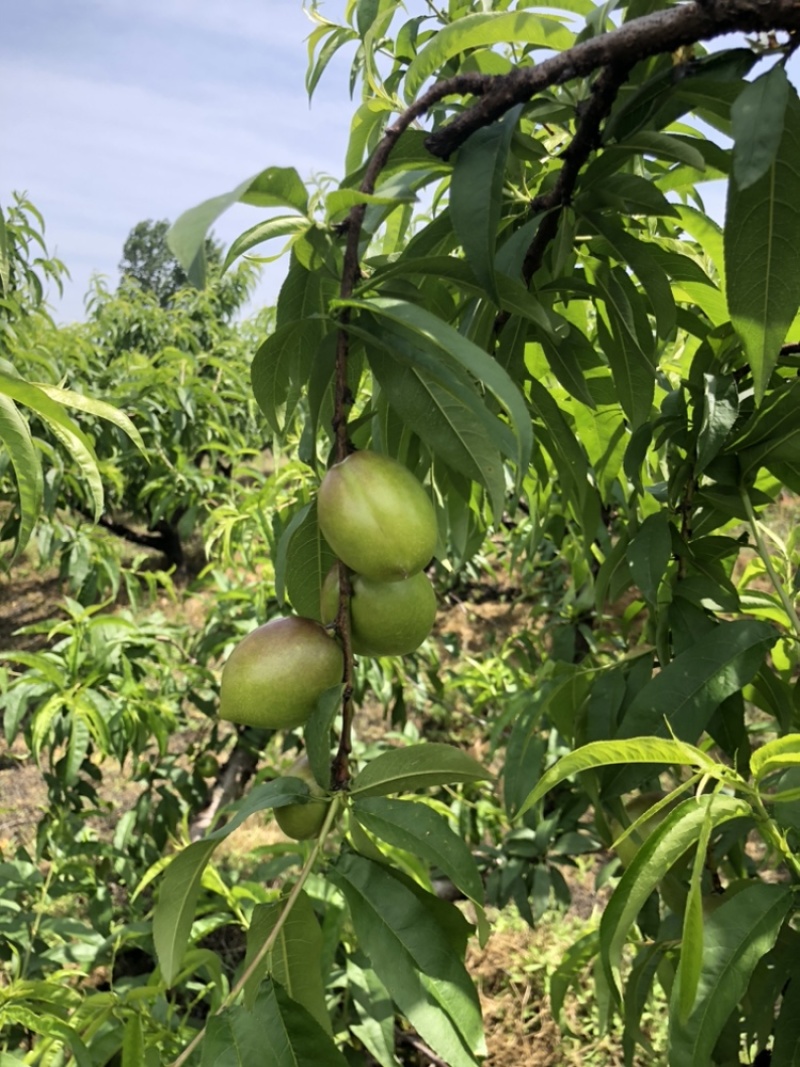 金蕾、曙光、金锁、中油系列湖北襄阳油桃5月10号大量上