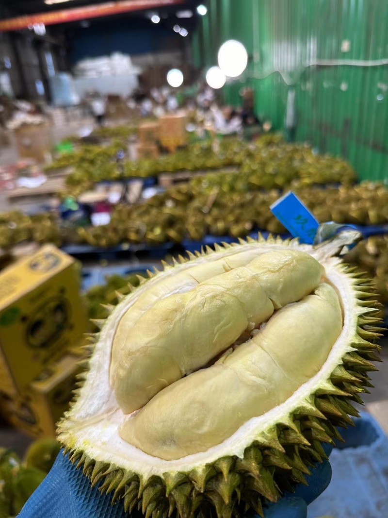 泰国金枕头榴莲托曼尼榴莲巴掌榴莲猫山王榴莲一件代发