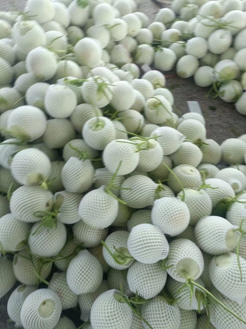 【推荐】冰清玉菇甜瓜大量上市中实力代办可视频看货全国发货