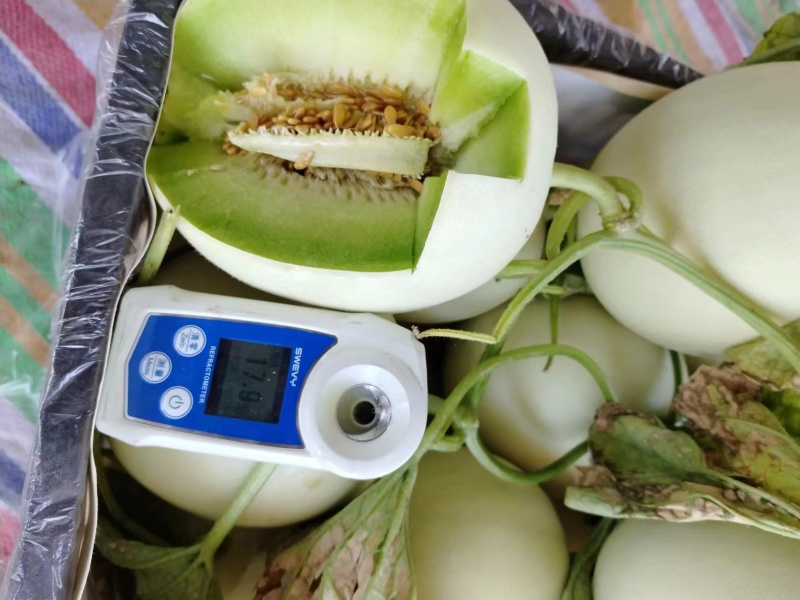 【推荐】冰清玉菇甜瓜大量上市中实力代办可视频看货全国发货