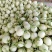 【推荐】冰清玉菇甜瓜大量上市中实力代办可视频看货全国发货