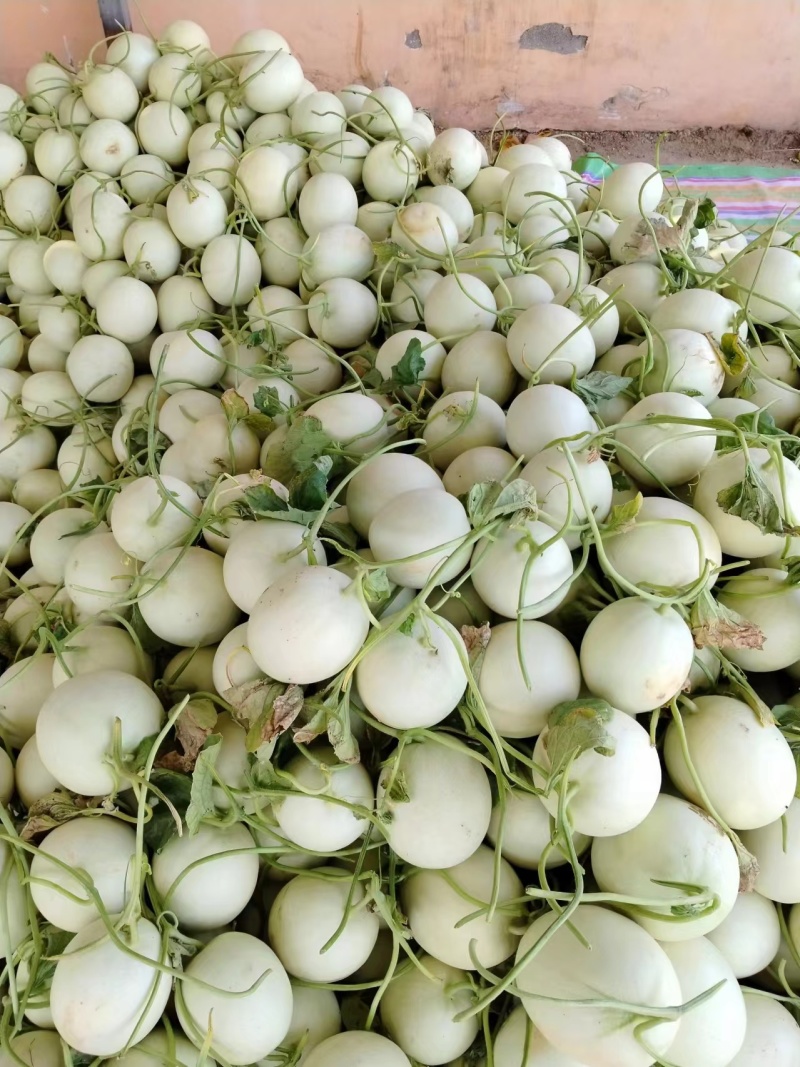 【推荐】冰清玉菇甜瓜大量上市中实力代办可视频看货全国发货