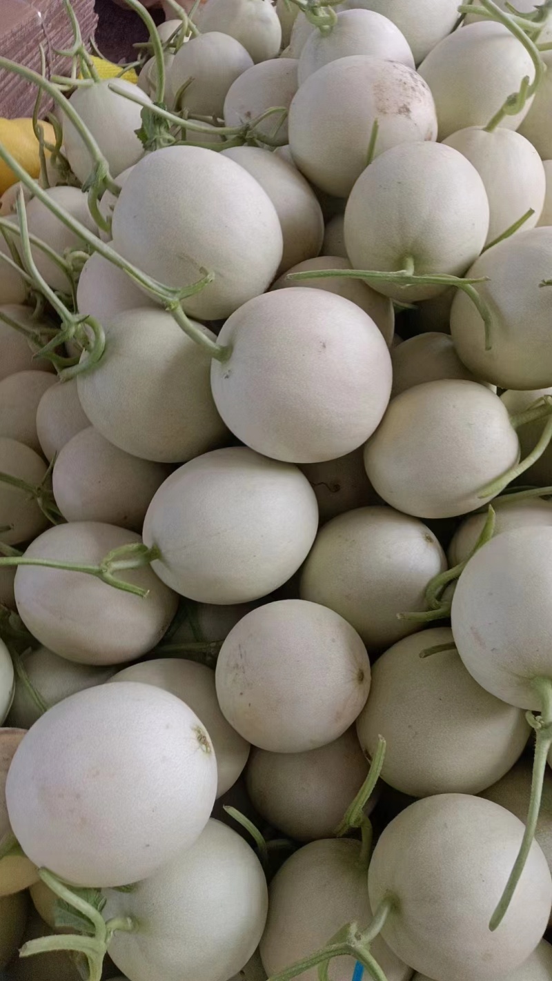 【推荐】冰清玉菇甜瓜大量上市中实力代办可视频看货全国发货