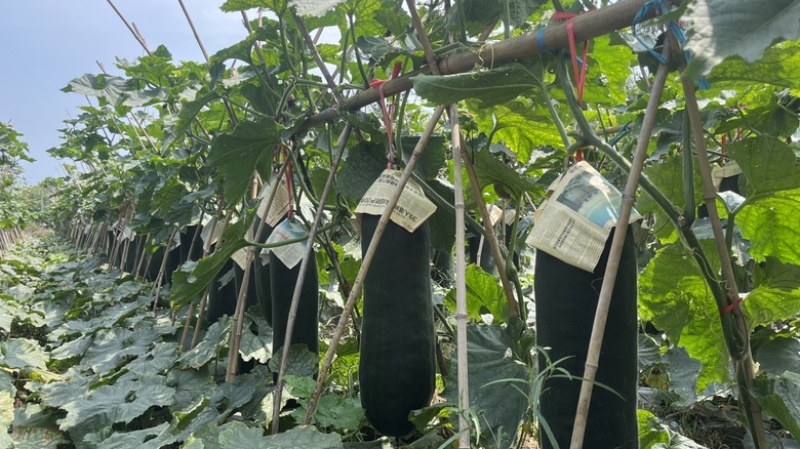 供应贵州安顺冬瓜黑皮吊冬瓜质量保证，艺蔬冬瓜绿优