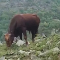 批发生鲜牛肉牛杂