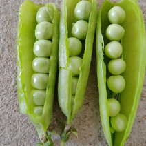 河南精选果豌豆，中豌9，11颗粒饱满，颜色亮，供应市场