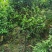 山茶花