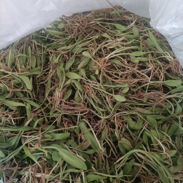 精品无杂草、无土