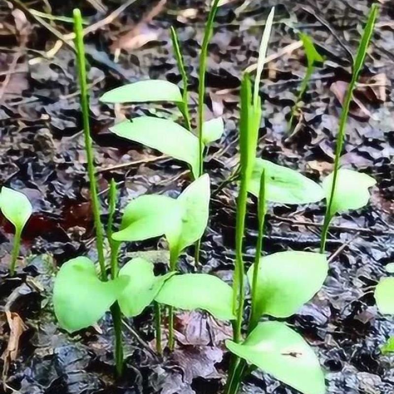 精品无杂草、无土