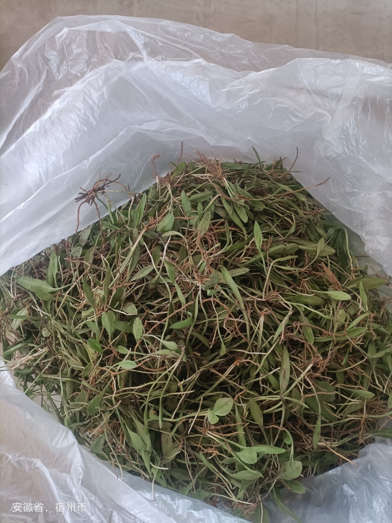 精品无杂草、无土