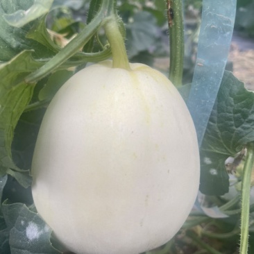 陕西大荔