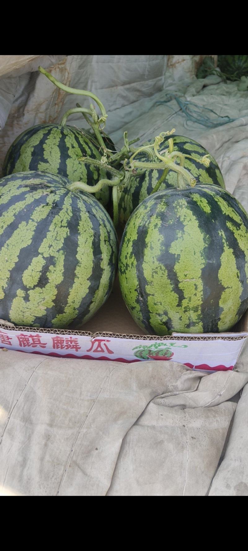 精品甜王西瓜，大棚小公棚，口感脆甜，品质保证，货源充足