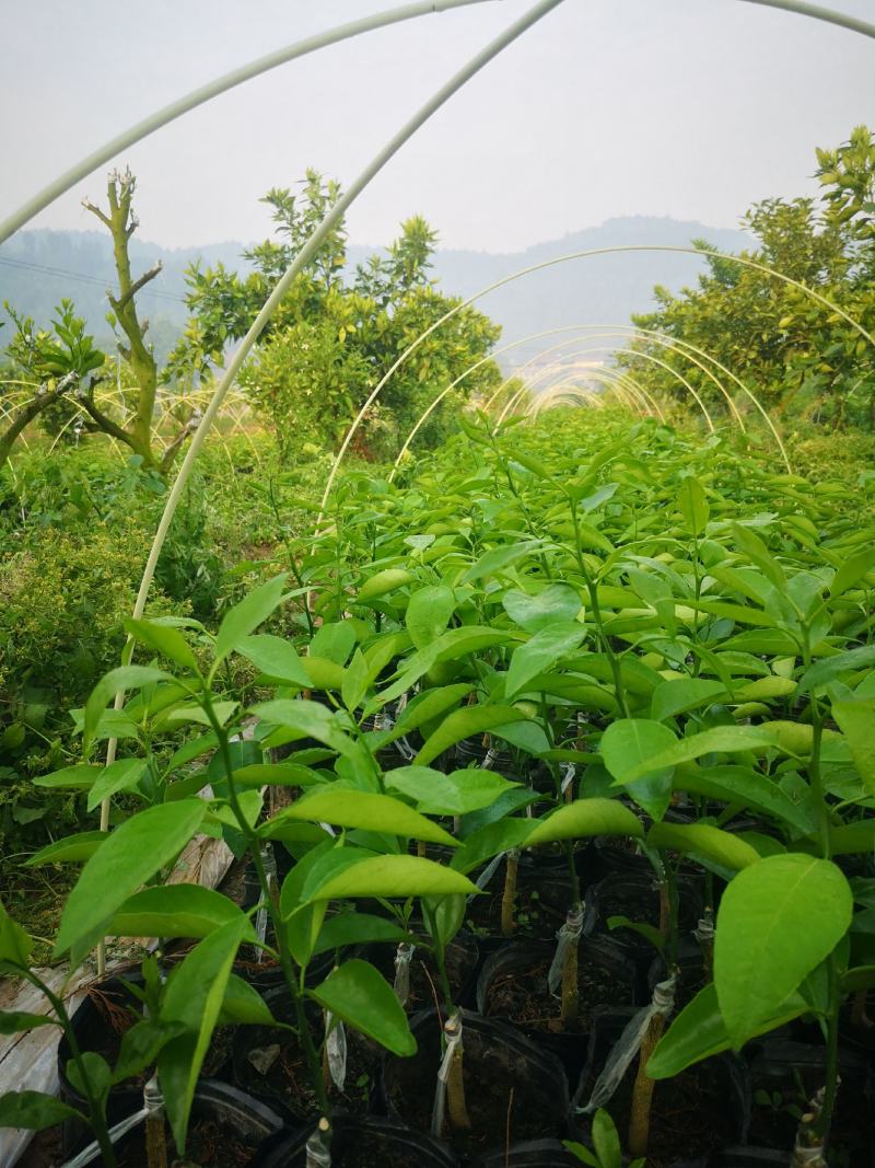 四川精品春见耙耙柑，产地直供货量大，品质好，欢迎咨询