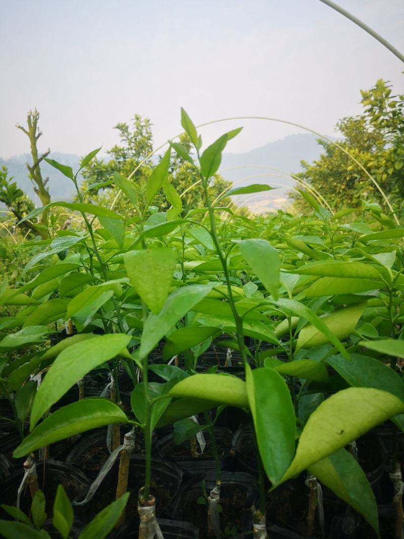 四川精品春见耙耙柑，产地直供货量大，品质好，欢迎咨询