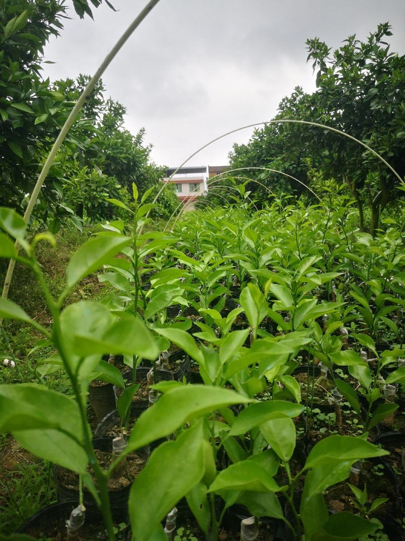 四川精品春见耙耙柑，产地直供货量大，品质好，欢迎咨询