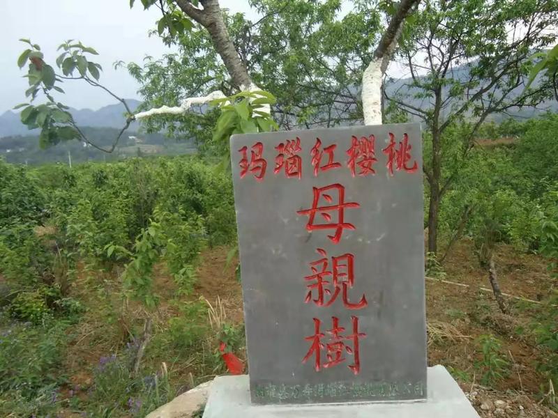 贵州总溪河玛瑙红樱桃苗(源产地)