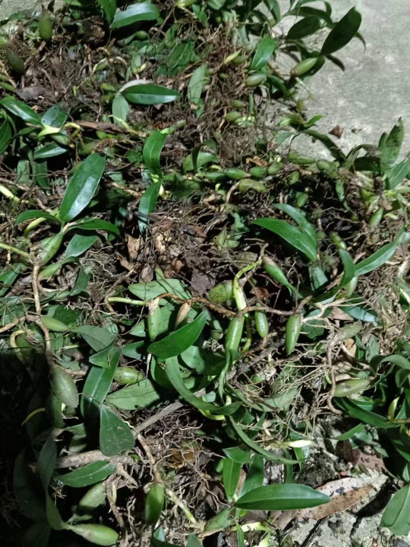 原生态苦丁茶