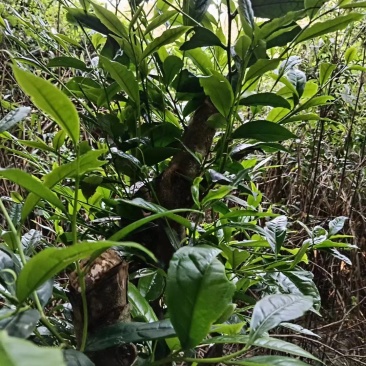 原生态苦丁茶