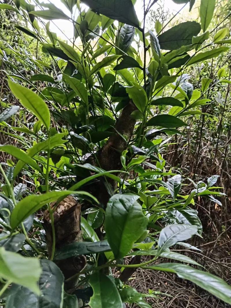 原生态苦丁茶