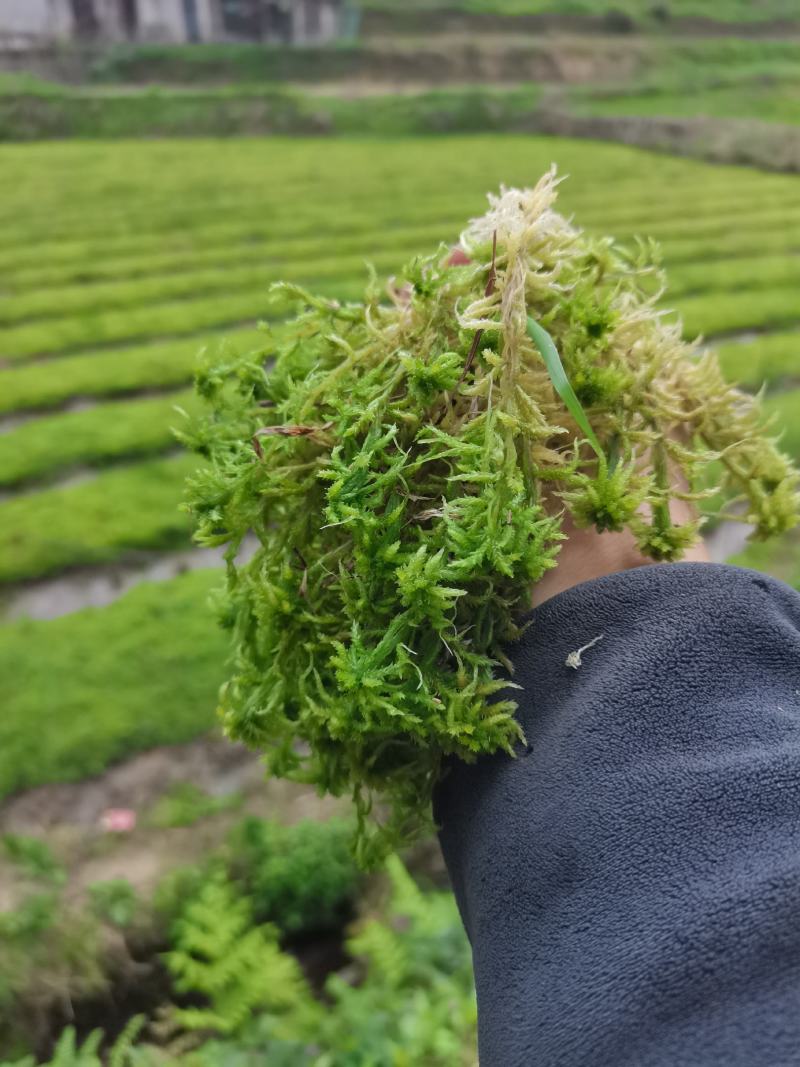 水苔产地直销，长年供应