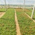 太阳花盆栽，死不了花，坤盛花卉基地批发