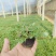 太阳花盆栽，死不了花，坤盛花卉基地批发