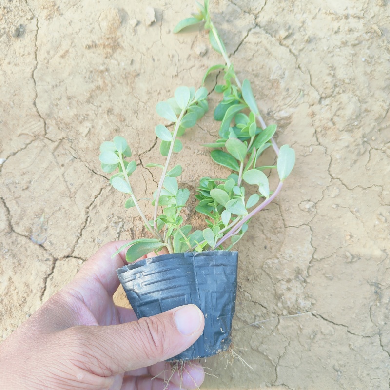 太阳花盆栽，死不了花，坤盛花卉基地批发