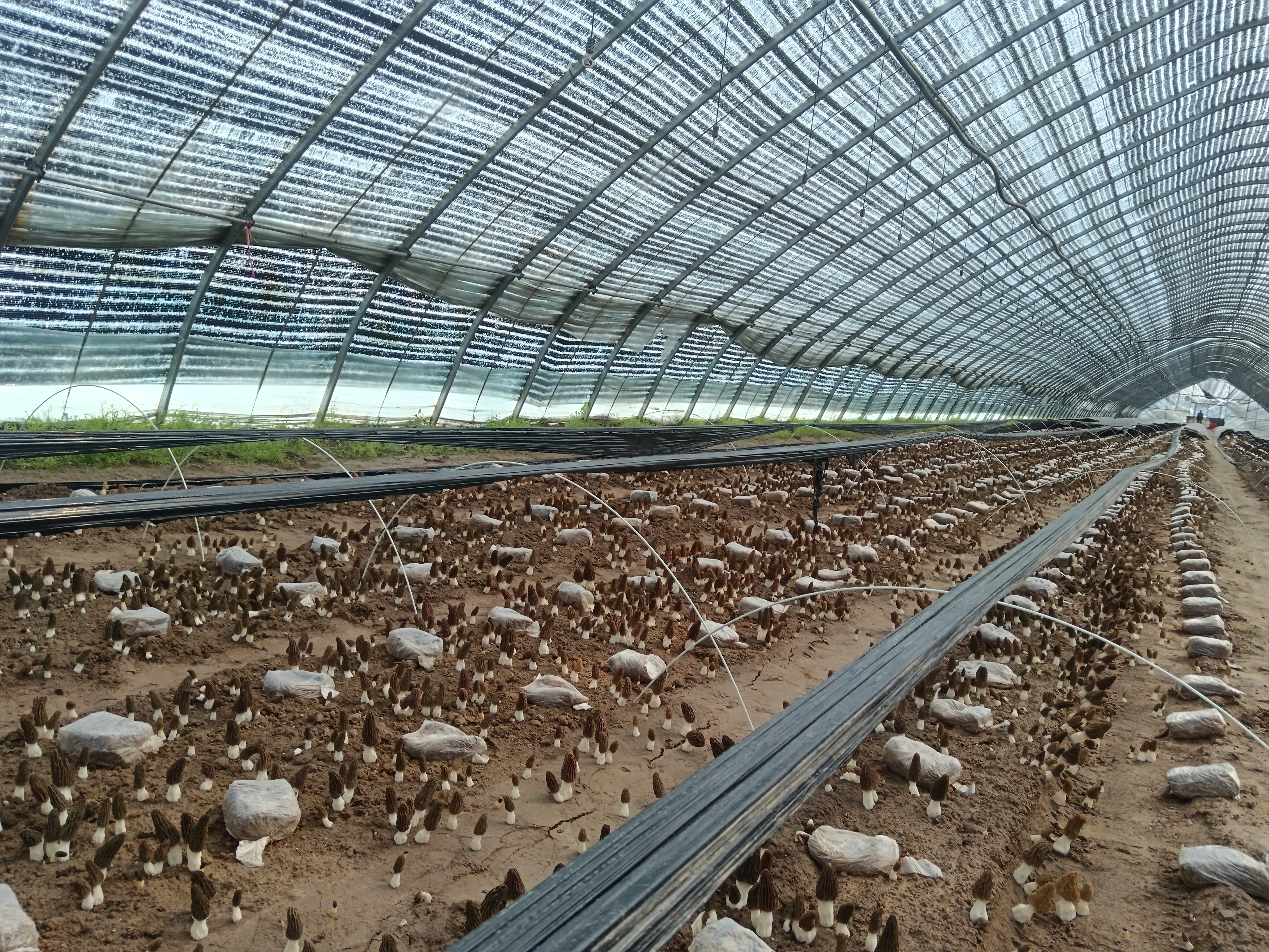 羊肚菌种植基地航拍图